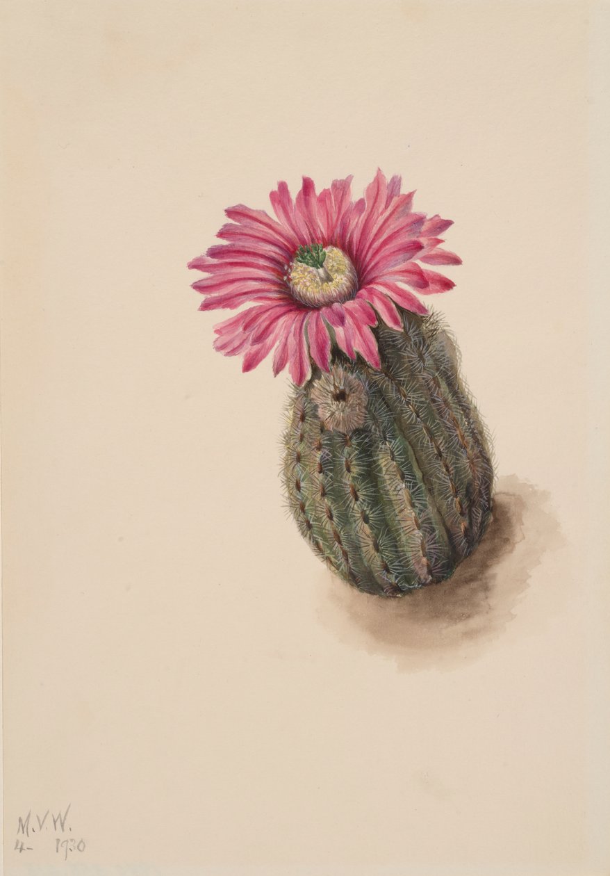 Turkkipääkaktus Echinocereus perbellus, 1930. tekijältä Mary Vaux Walcott