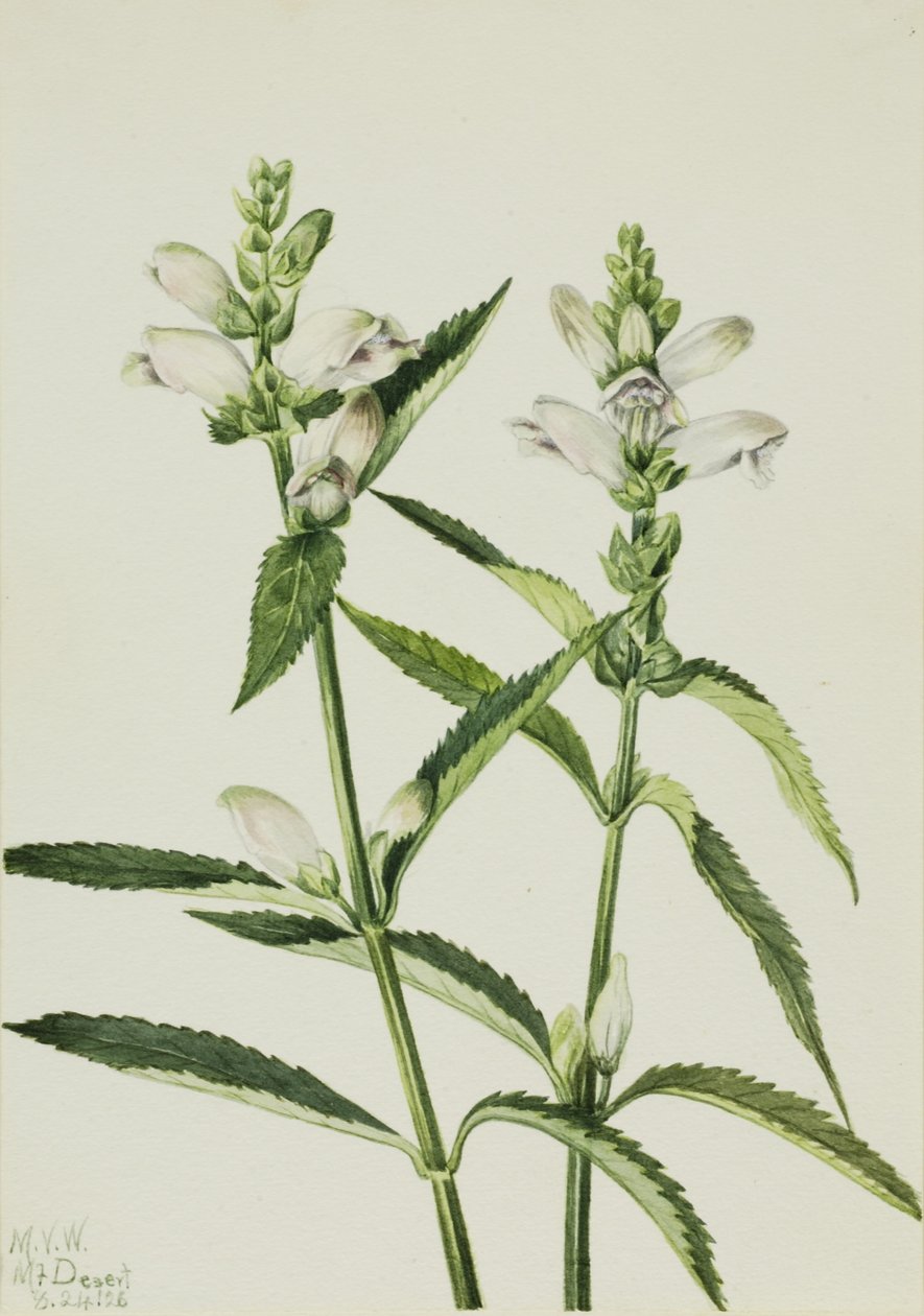 Kilpikonnapää (Chelone glabra) tekijältä Mary Vaux Walcott
