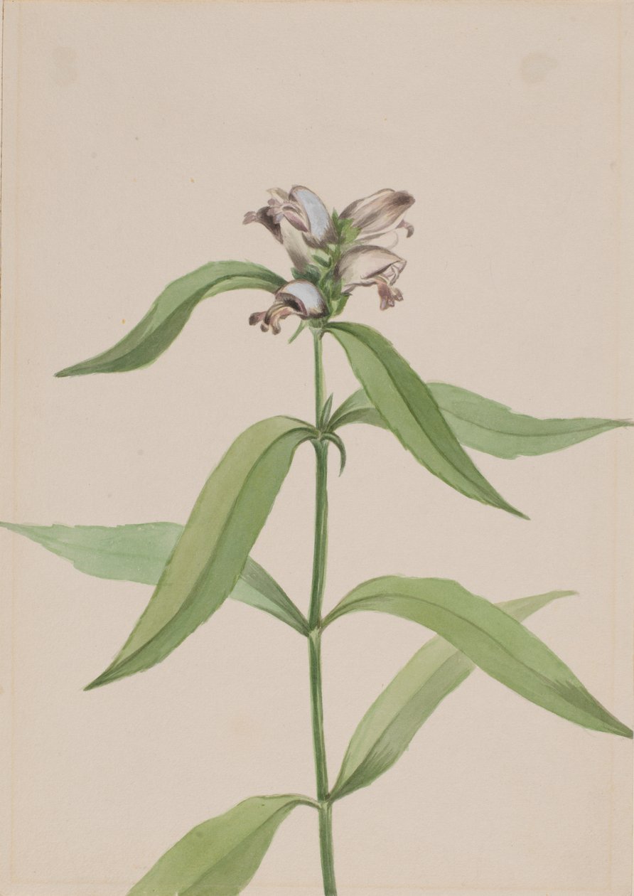 Turtlehead Chelone Glabr, Ca. 1917-1918. tekijältä Mary Vaux Walcott