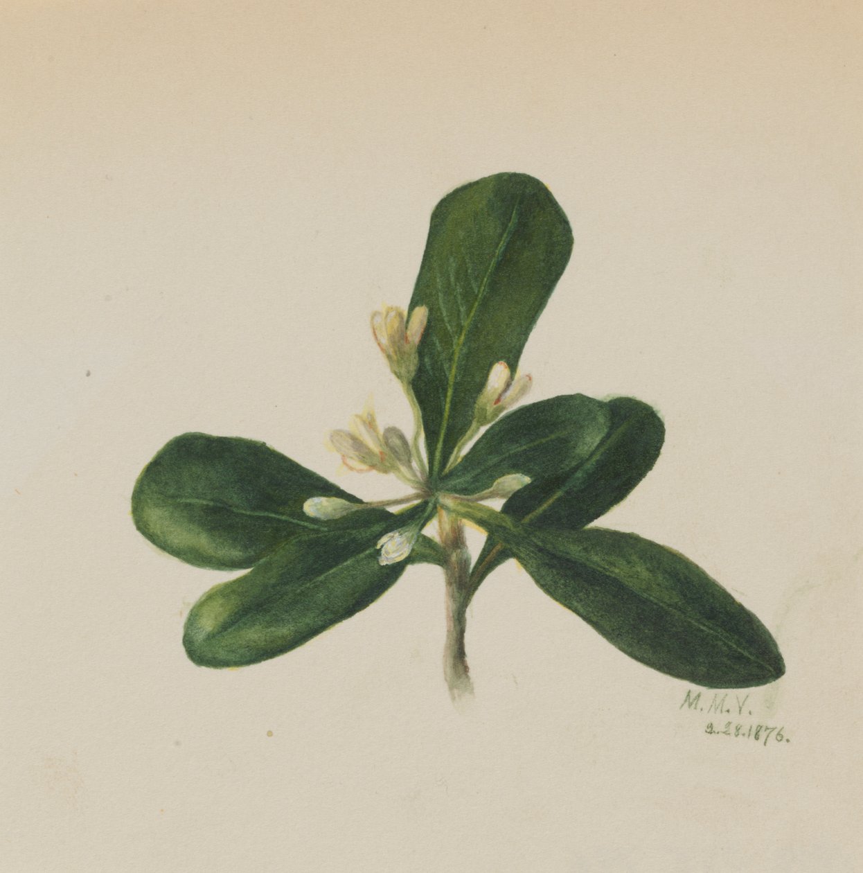Nimetön - Kukkatutkimus, 1876. tekijältä Mary Vaux Walcott