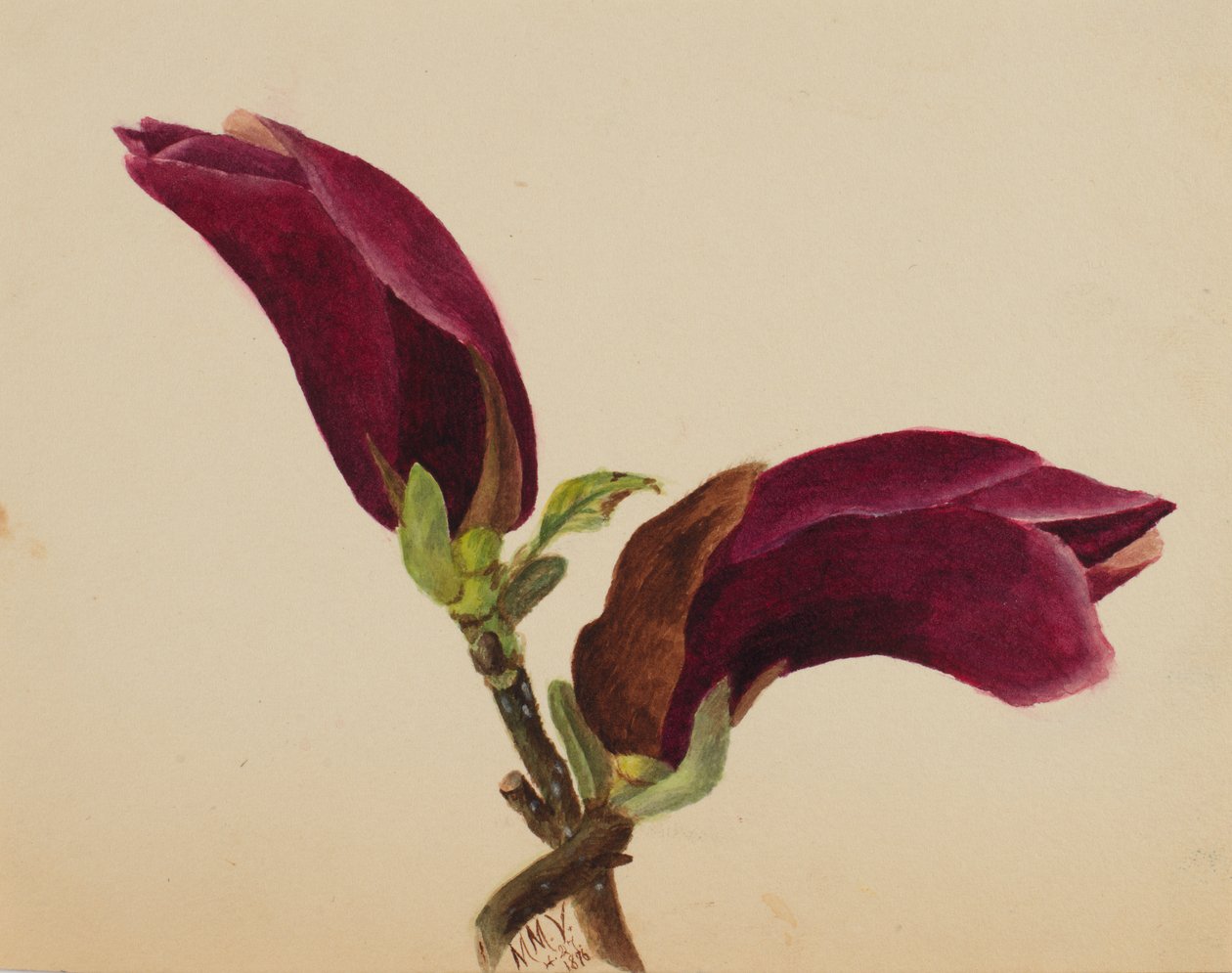 Nimetön - Kukkatutkimus, 1876. tekijältä Mary Vaux Walcott