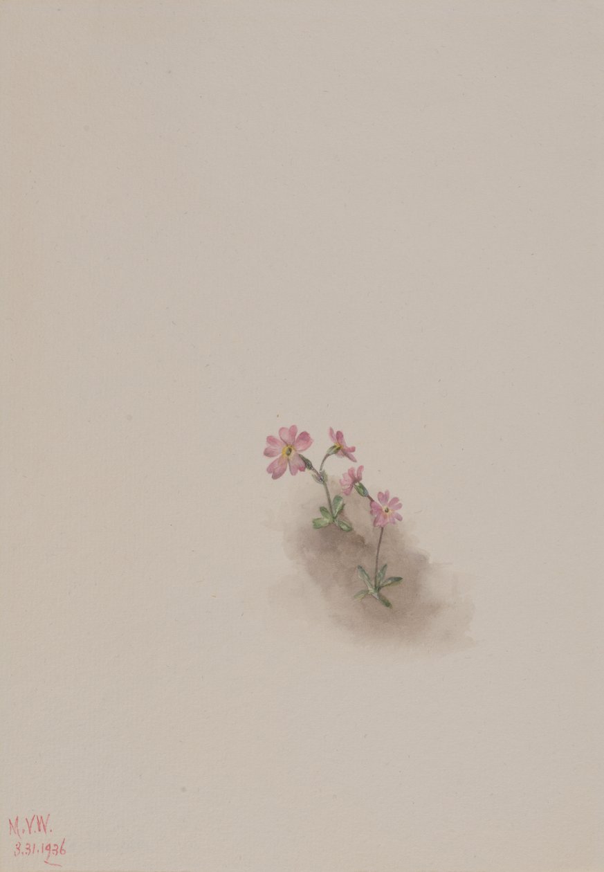 Nimetön - Kukkatutkimus, 1936. tekijältä Mary Vaux Walcott