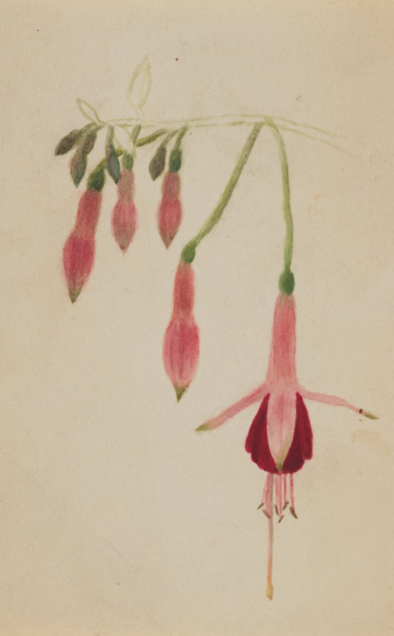 Untitled - Flower Study, n. 1872-1874. tekijältä Mary Vaux Walcott