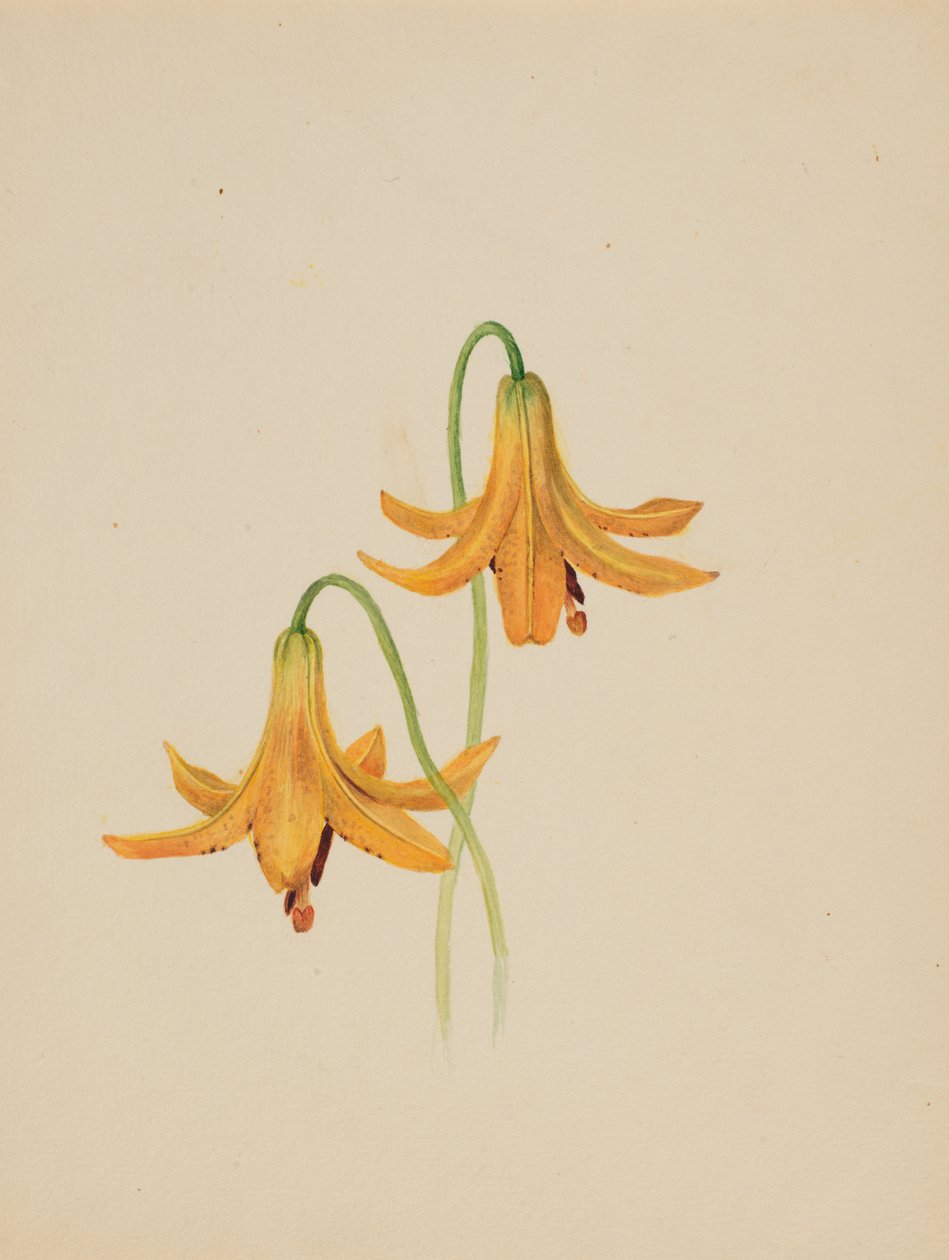 Untitled - Flower Study, n. 1876-1878. tekijältä Mary Vaux Walcott