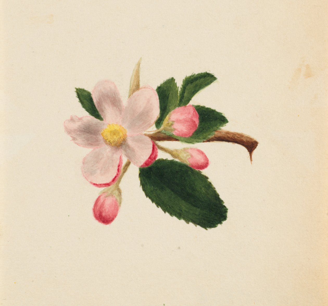 Untitled - Flower Study, n. 1876. tekijältä Mary Vaux Walcott
