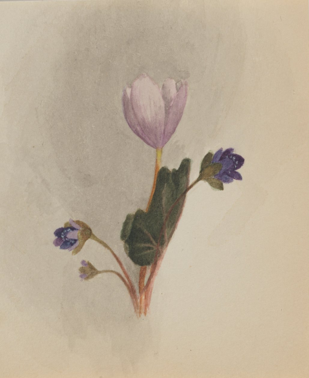 Untitled - Flower Study, n. 1876. tekijältä Mary Vaux Walcott