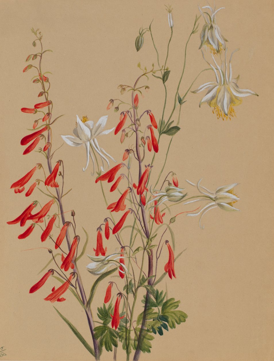 Untitled - Flower Study, n. 1883-1900. tekijältä Mary Vaux Walcott