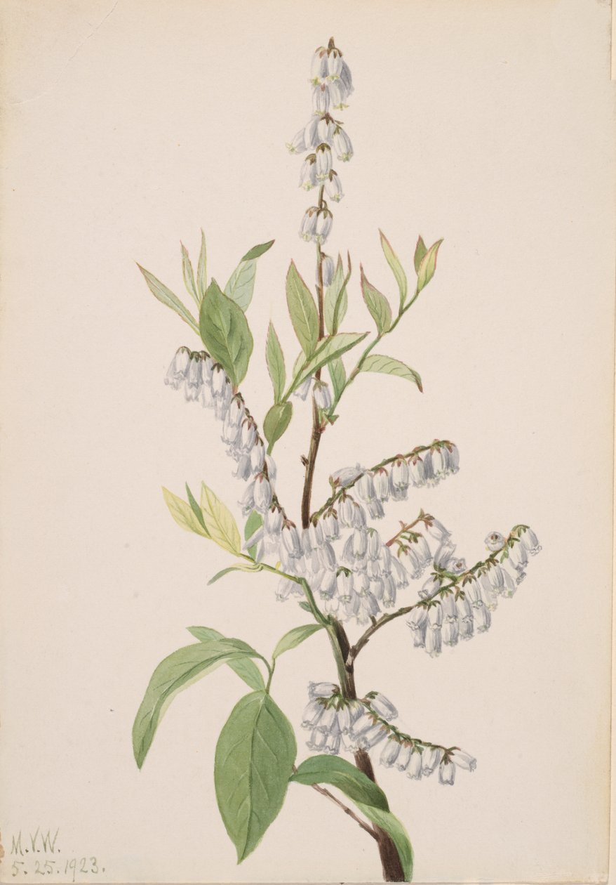 Nimetön - Kasvitutkimus, 1923. tekijältä Mary Vaux Walcott