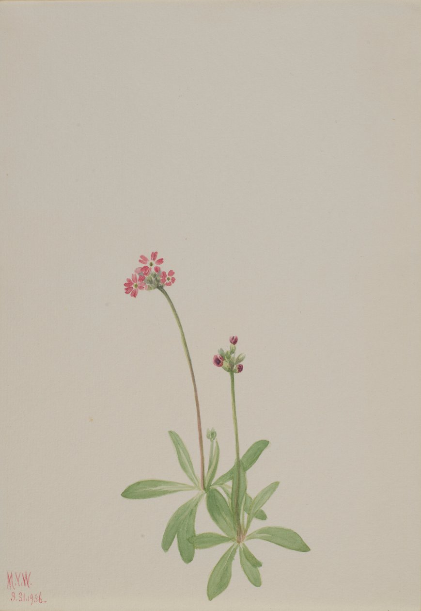 Untitled tekijältä Mary Vaux Walcott