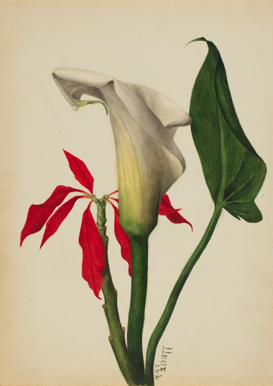 Nimetön Calla Lily, 1877. tekijältä Mary Vaux Walcott