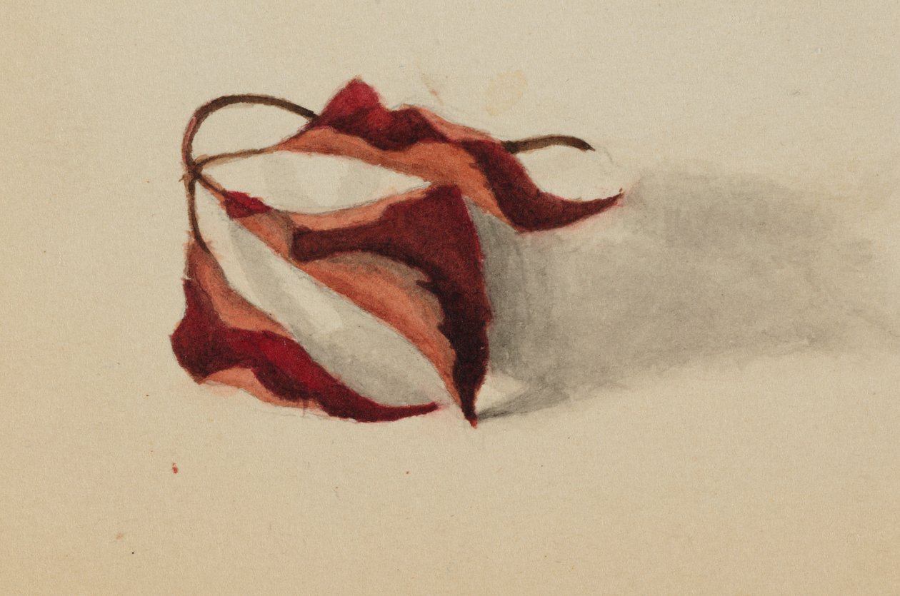 Nimettömät kihartuneet syksyn lehdet, 1872. tekijältä Mary Vaux Walcott