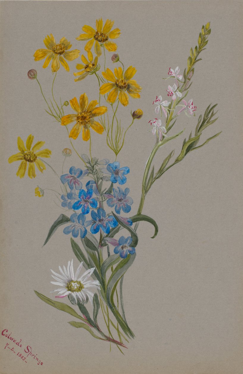 Nimetön, kukkaryhmä, 1883. tekijältä Mary Vaux Walcott