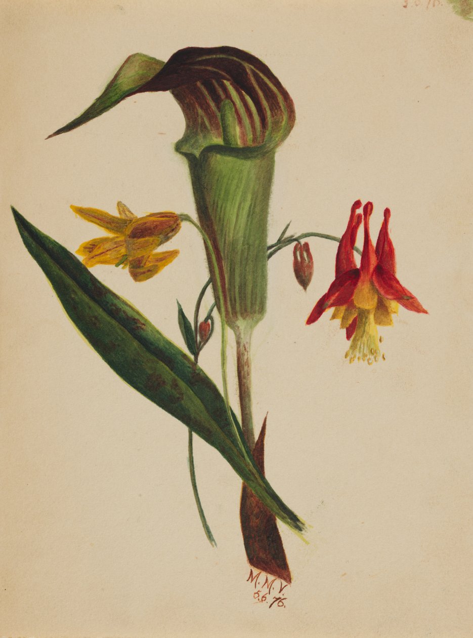 Nimetön Jack in the Pulpit, 1876. tekijältä Mary Vaux Walcott