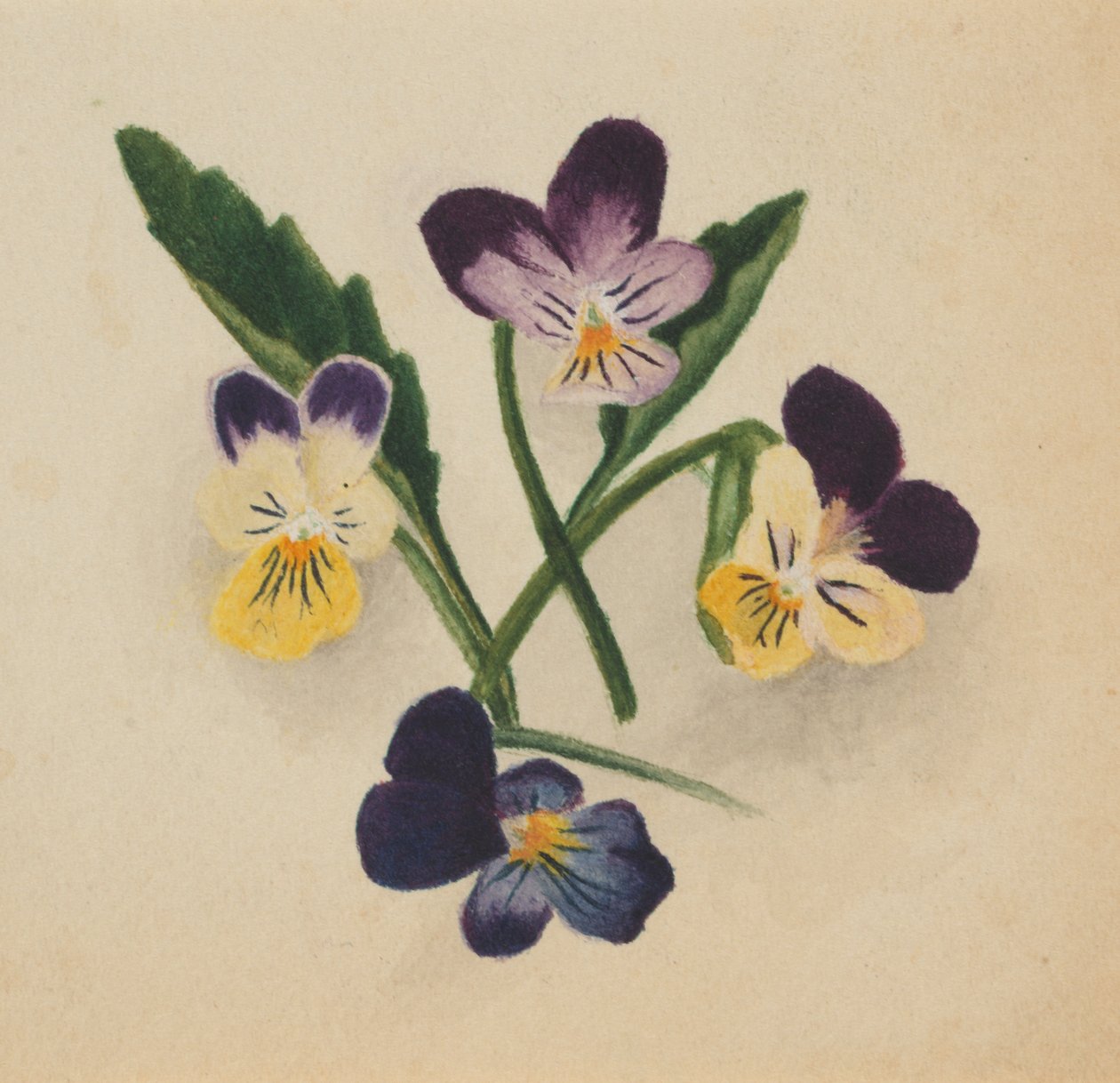 Nimettömät orvokkit, 1874. tekijältä Mary Vaux Walcott