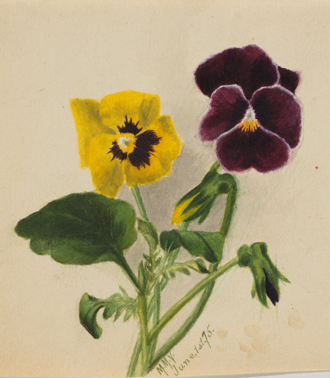 Nimettömät orvokkit, 1875. tekijältä Mary Vaux Walcott