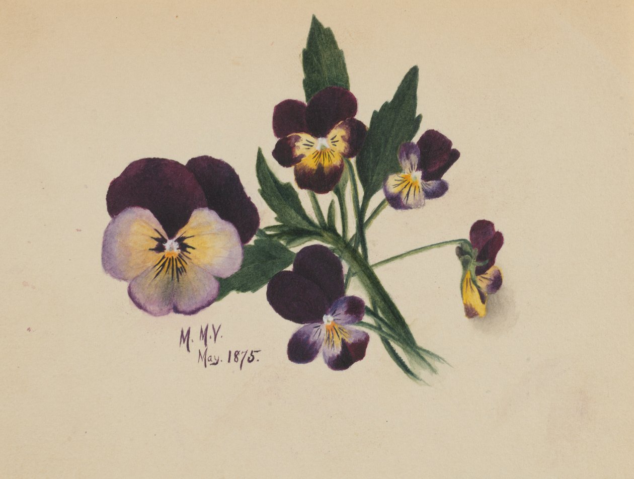 Nimettömät orvokkit, 1875. tekijältä Mary Vaux Walcott