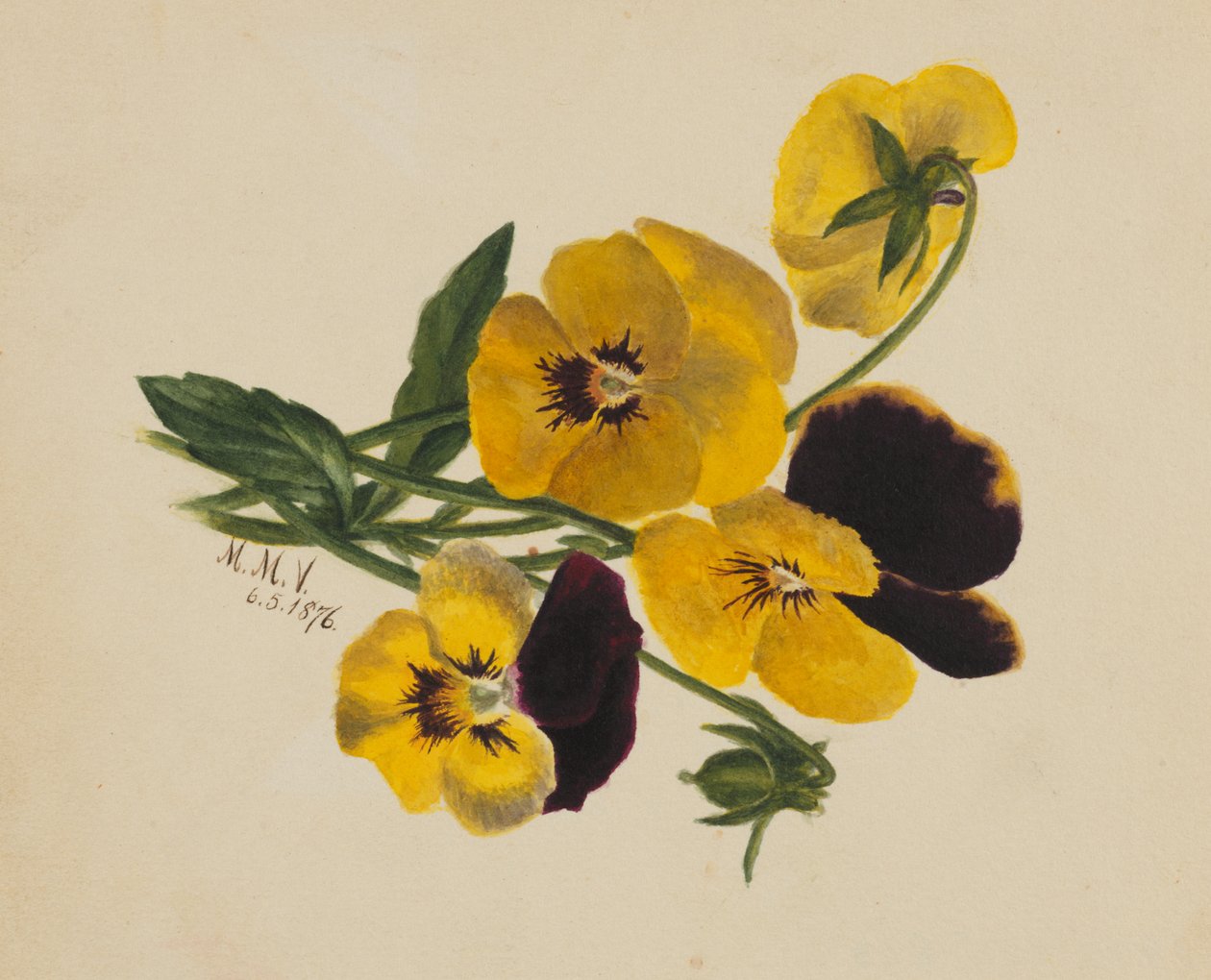 Nimettömät orvokkit, 1876. tekijältä Mary Vaux Walcott