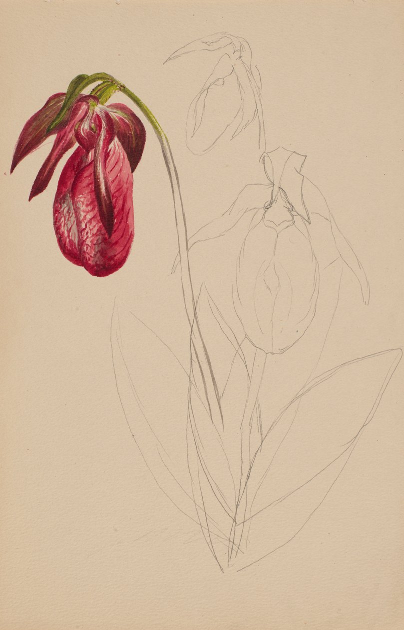 Untitled Unfinished Sketch, n.d. tekijältä Mary Vaux Walcott
