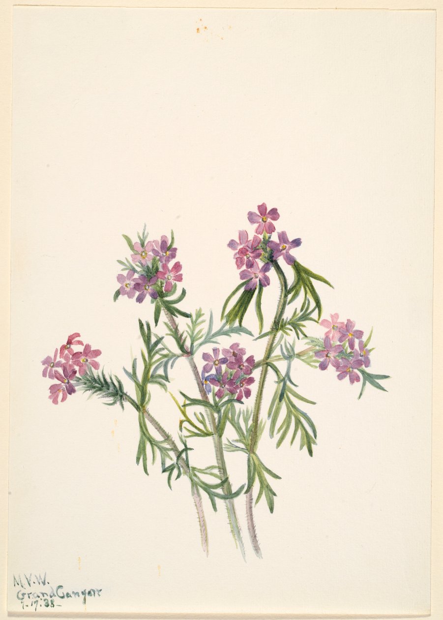 Verbena wrightii (Verbena wrightii) tekijältä Mary Vaux Walcott