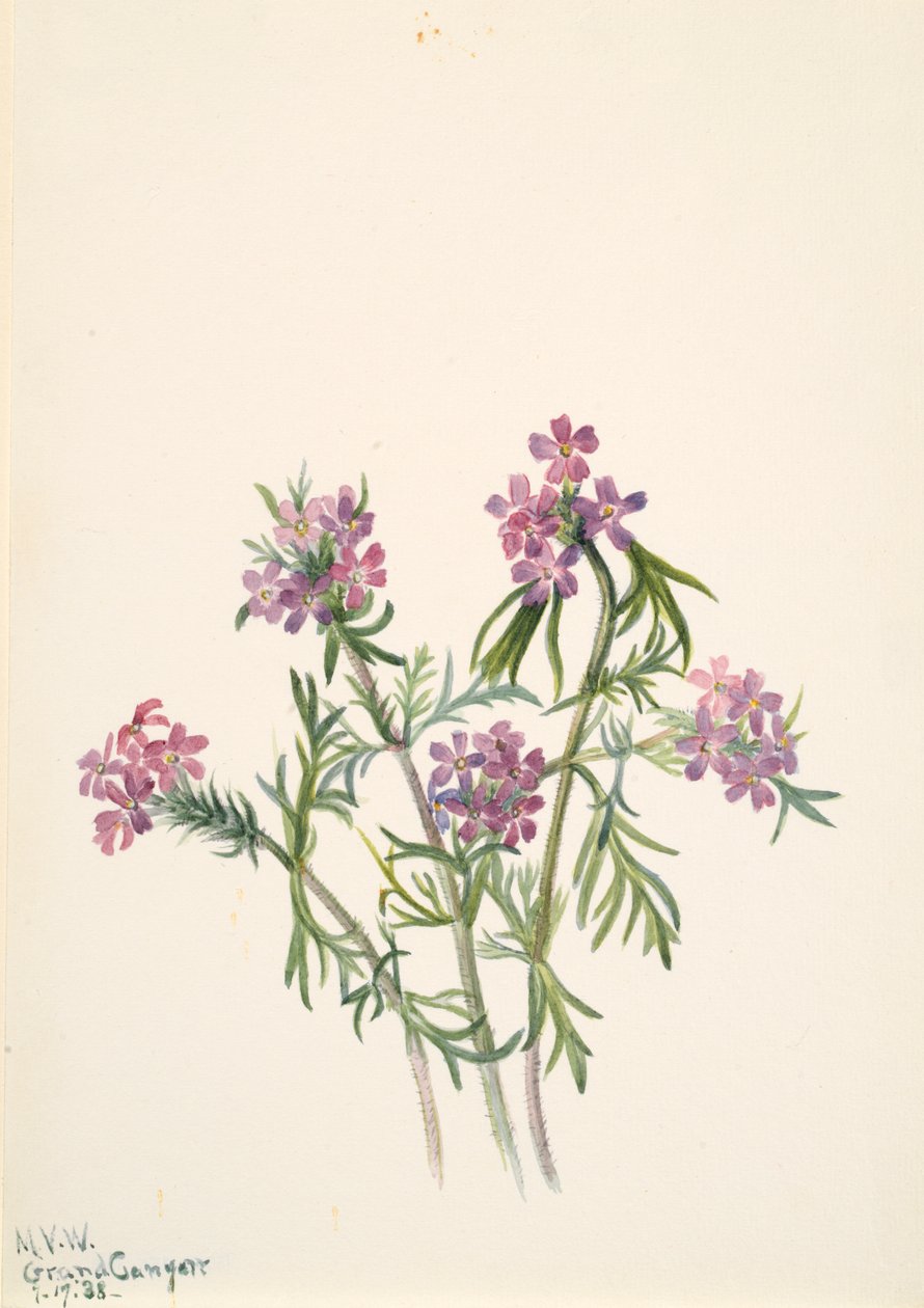 Vervain Verbena wrightii, 1938. tekijältä Mary Vaux Walcott
