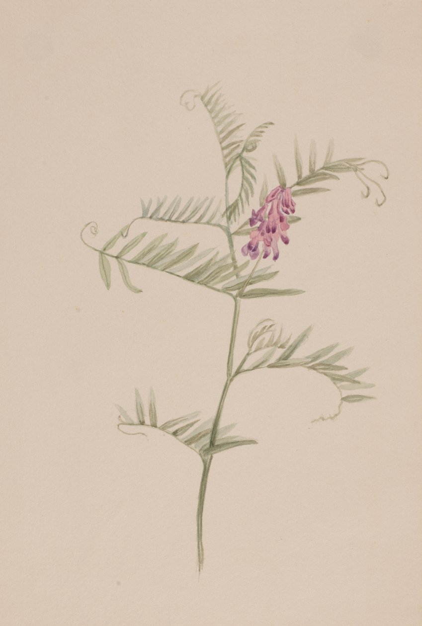 Amerikkalainen virna, n. 1917-1918. tekijältä Mary Vaux Walcott