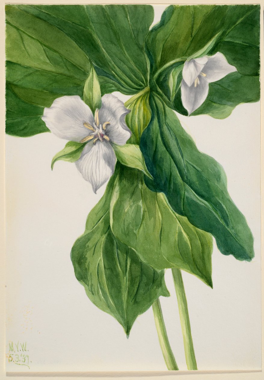 Wake robin (Trillium-vertauskuva) tekijältä Mary Vaux Walcott