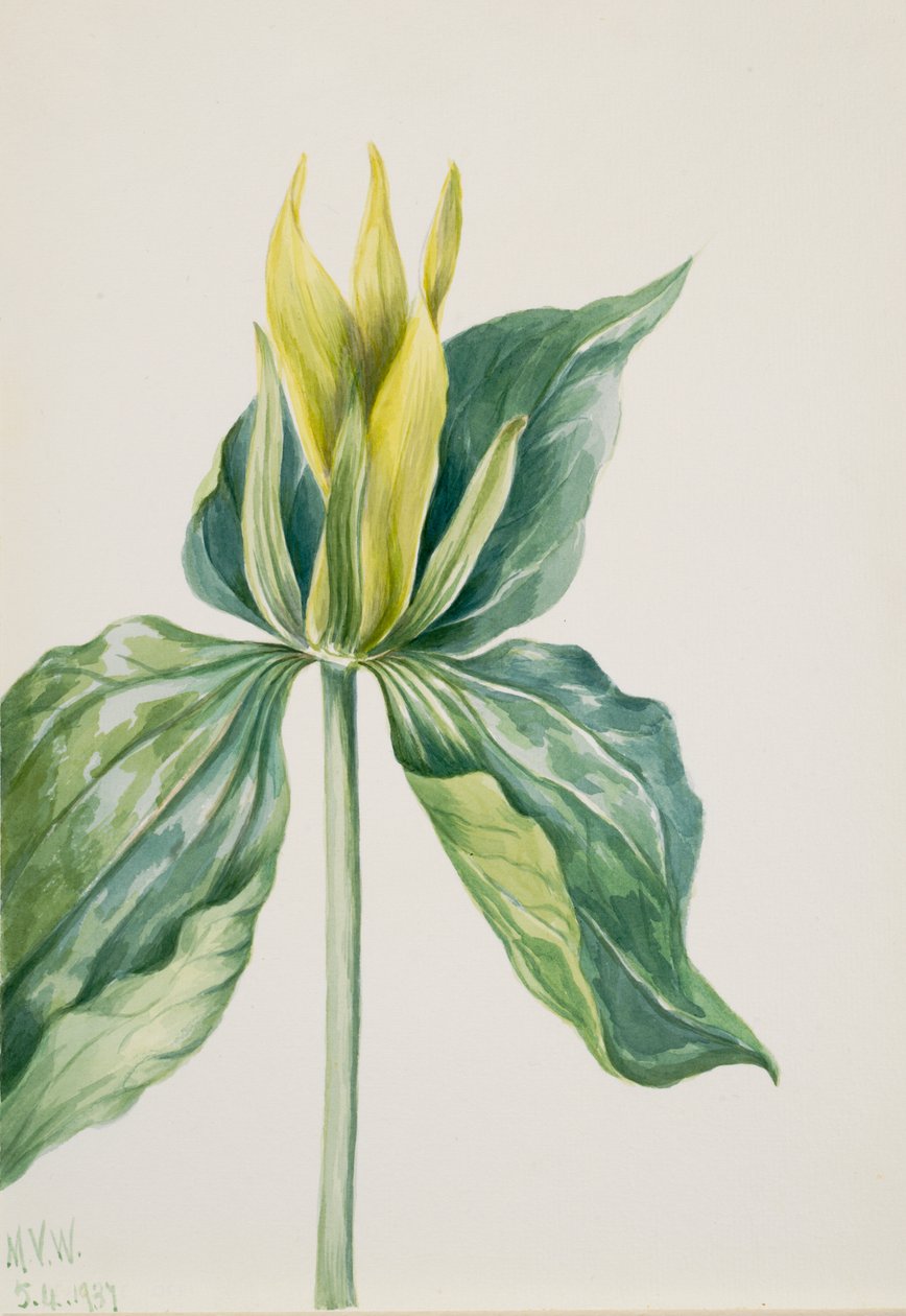 Wake-Robin Trillium underwoodii, 1937. tekijältä Mary Vaux Walcott