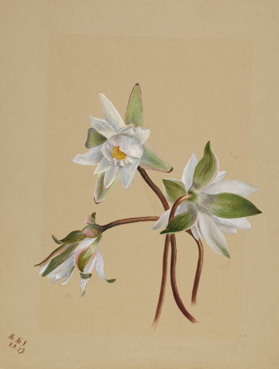 Vesililjat (Castalia odorata) tekijältä Mary Vaux Walcott
