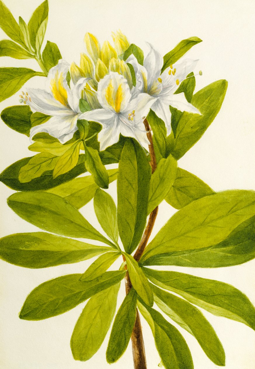 Western Azalea Rhododendron occidentale, n.d. tekijältä Mary Vaux Walcott