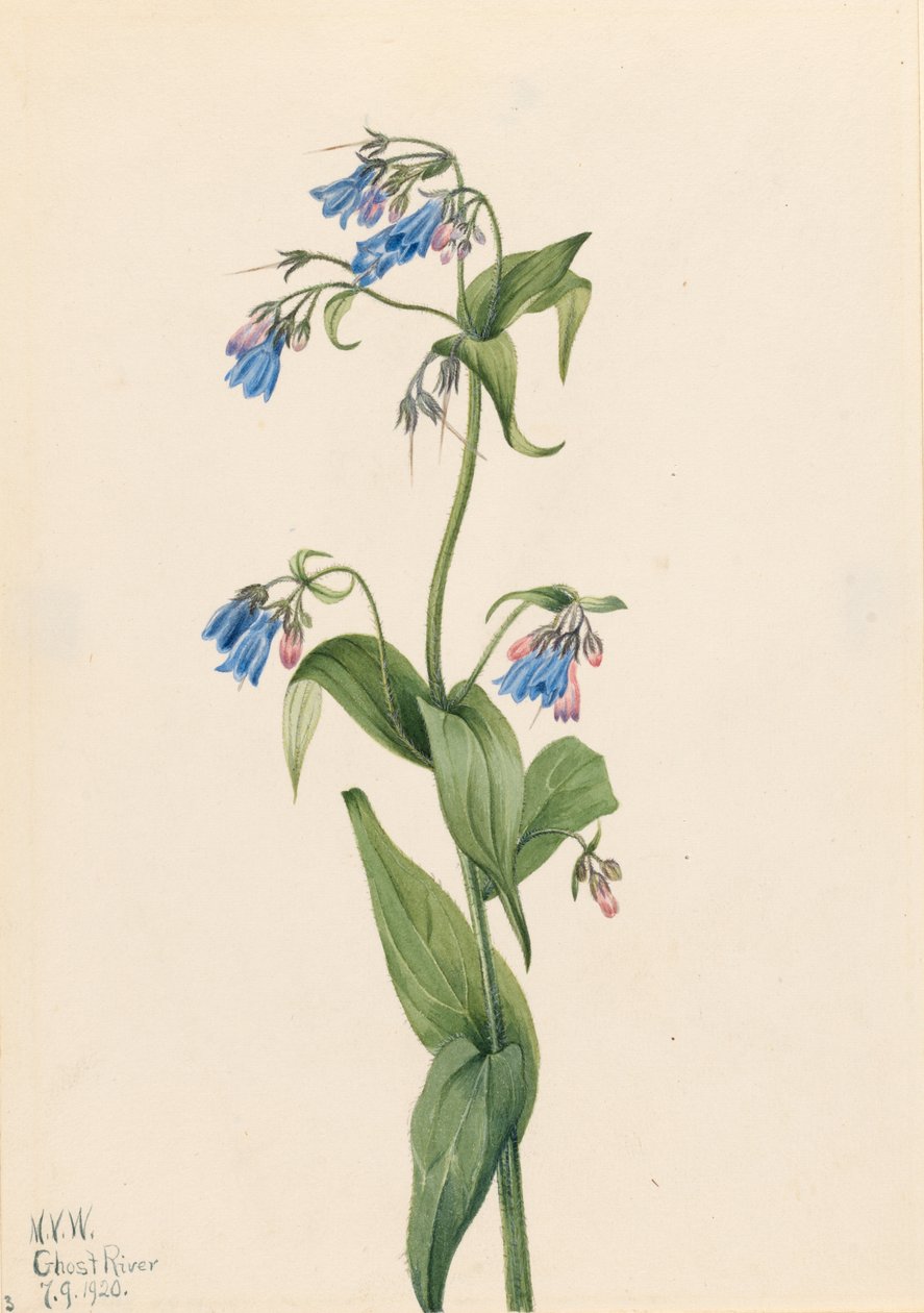 Läntiset sinikellot (Mertensia paniculata) tekijältä Mary Vaux Walcott