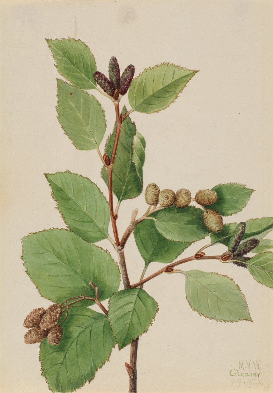 Länsivihreä leppä Alnus sinuata, 1922. tekijältä Mary Vaux Walcott