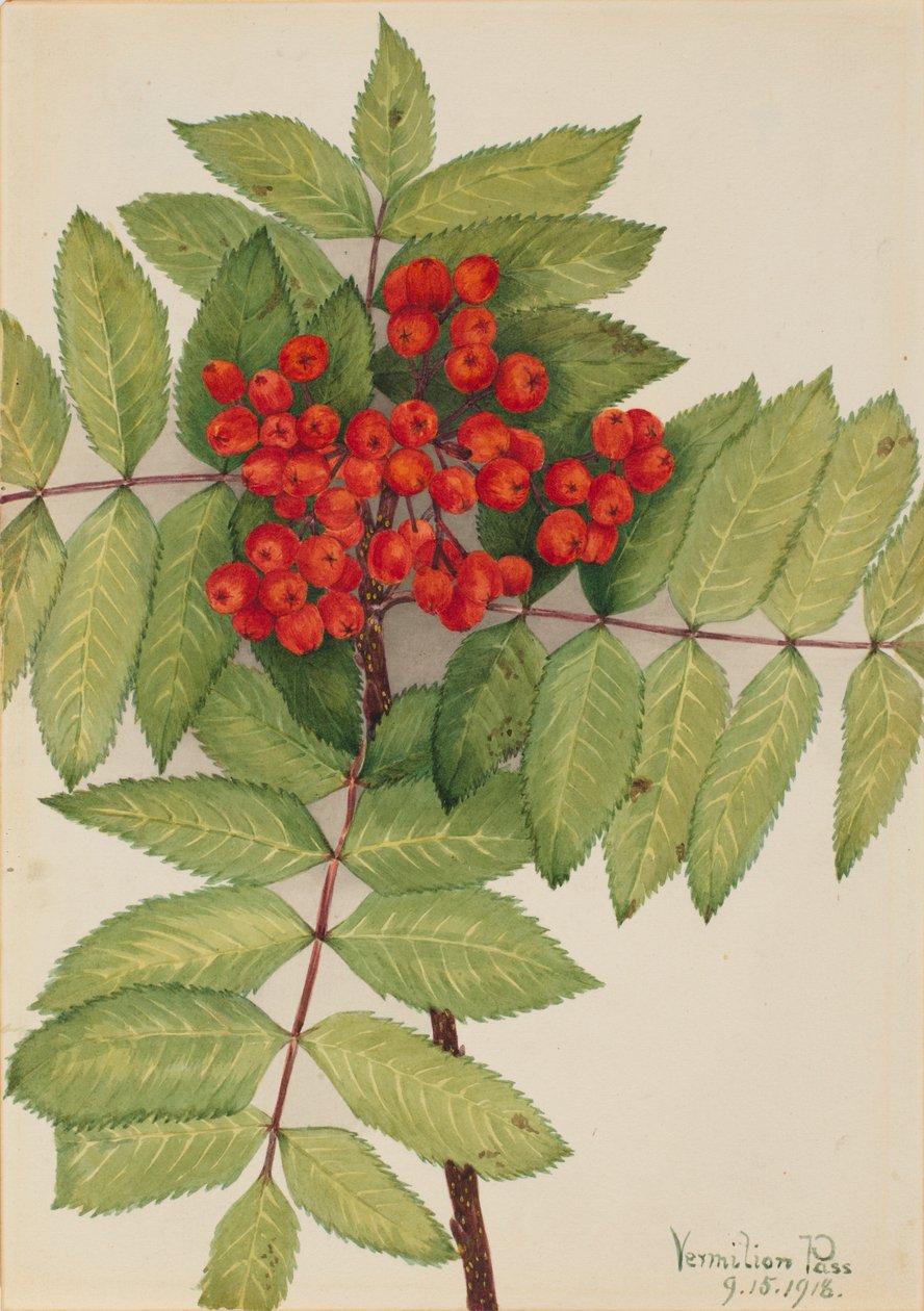 Läntinen vuoristotuhka (Sorbus sambucifolia) tekijältä Mary Vaux Walcott