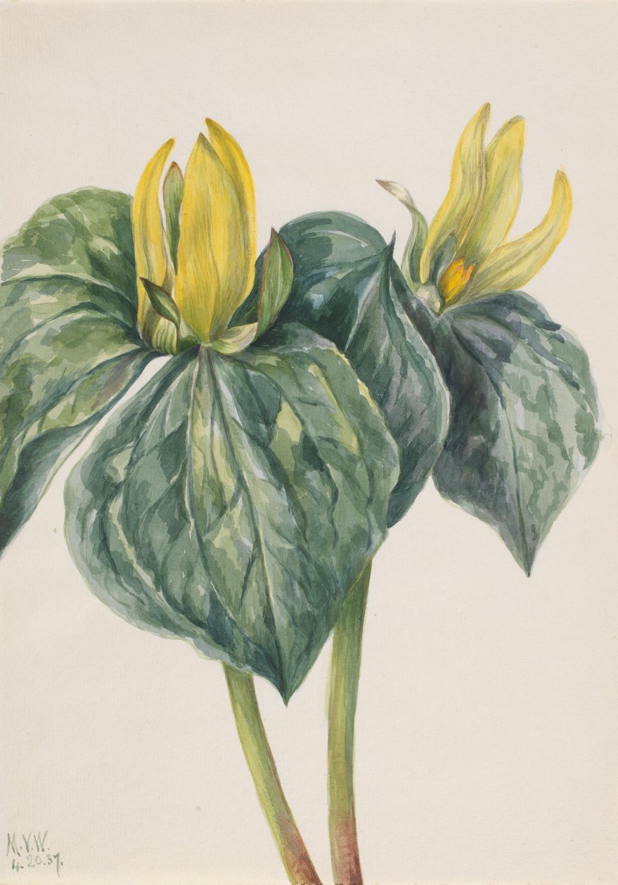Whippoorwill Kukka (Trillium hugeri) tekijältä Mary Vaux Walcott