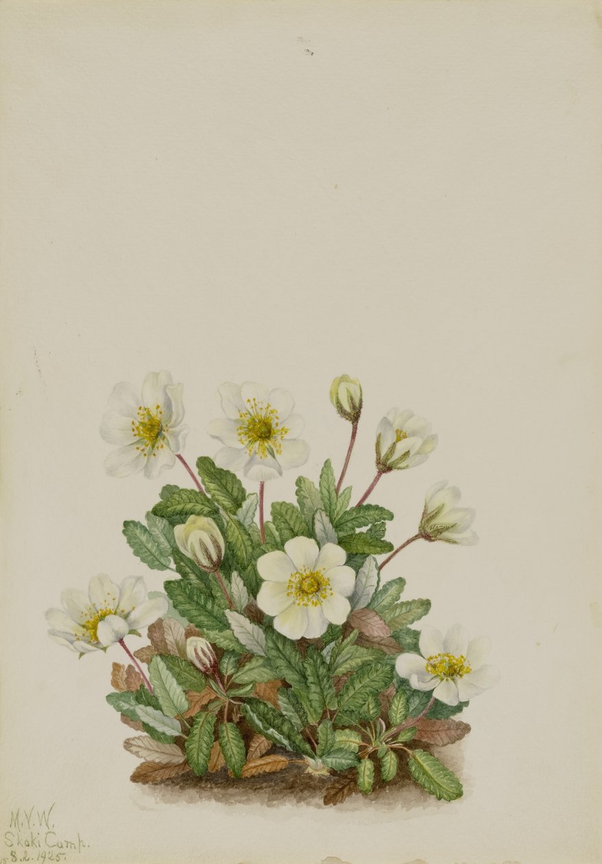 Valkoinen Dryad (Dryas octopetala) tekijältä Mary Vaux Walcott