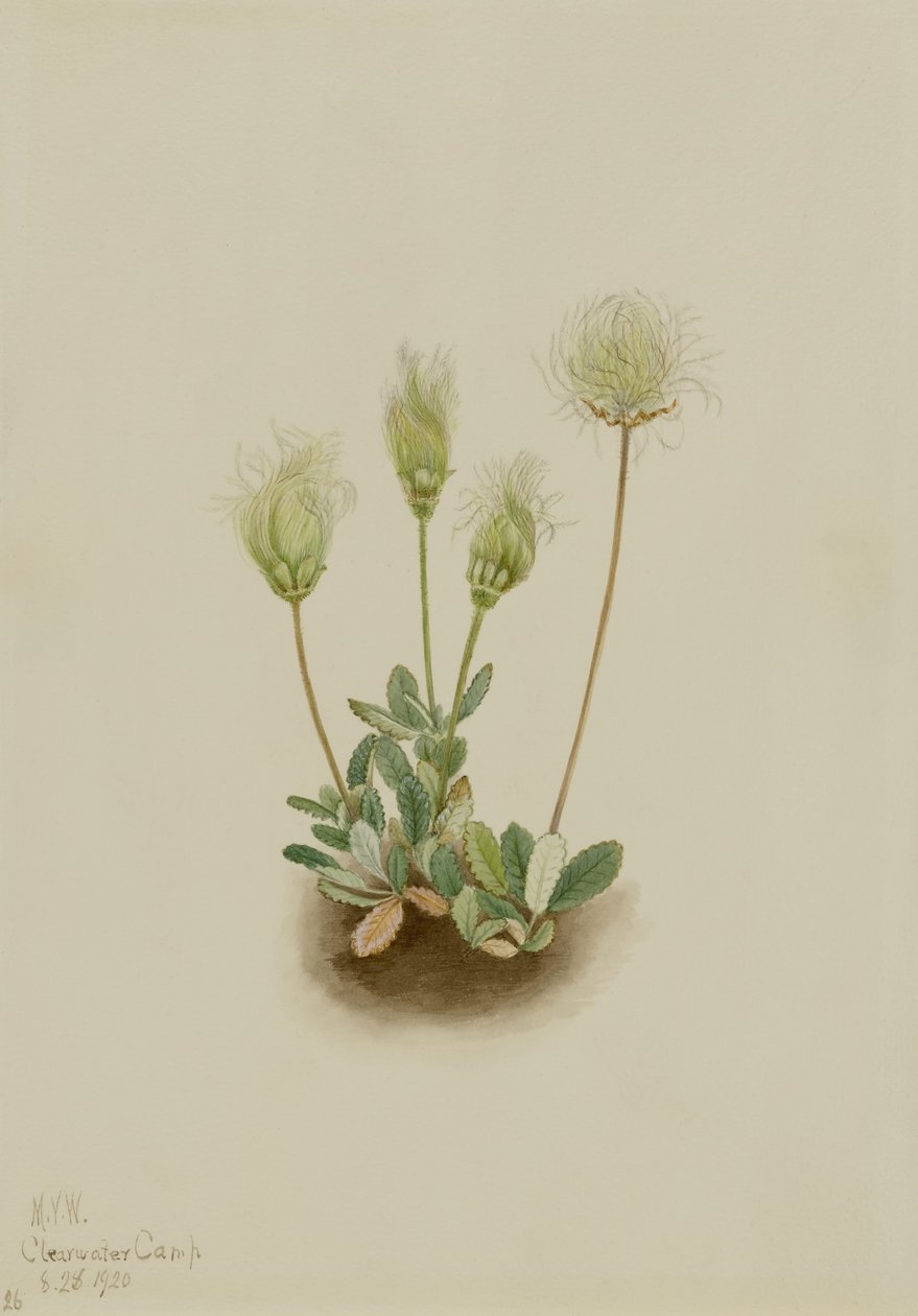 Valkoinen Dryad (Dryas octopetala) tekijältä Mary Vaux Walcott