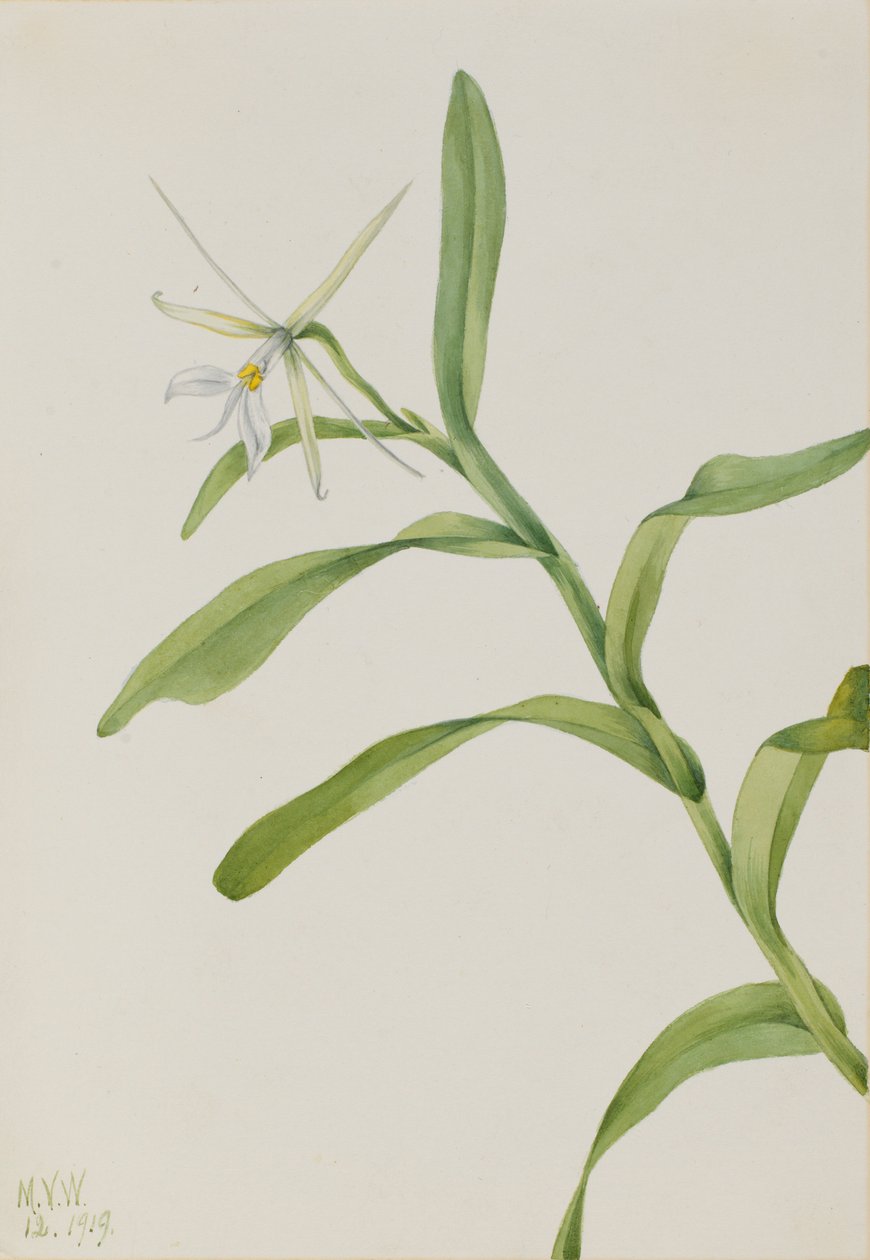 Valkoinen Epidendrum (Epidendrum nocturnum) tekijältä Mary Vaux Walcott