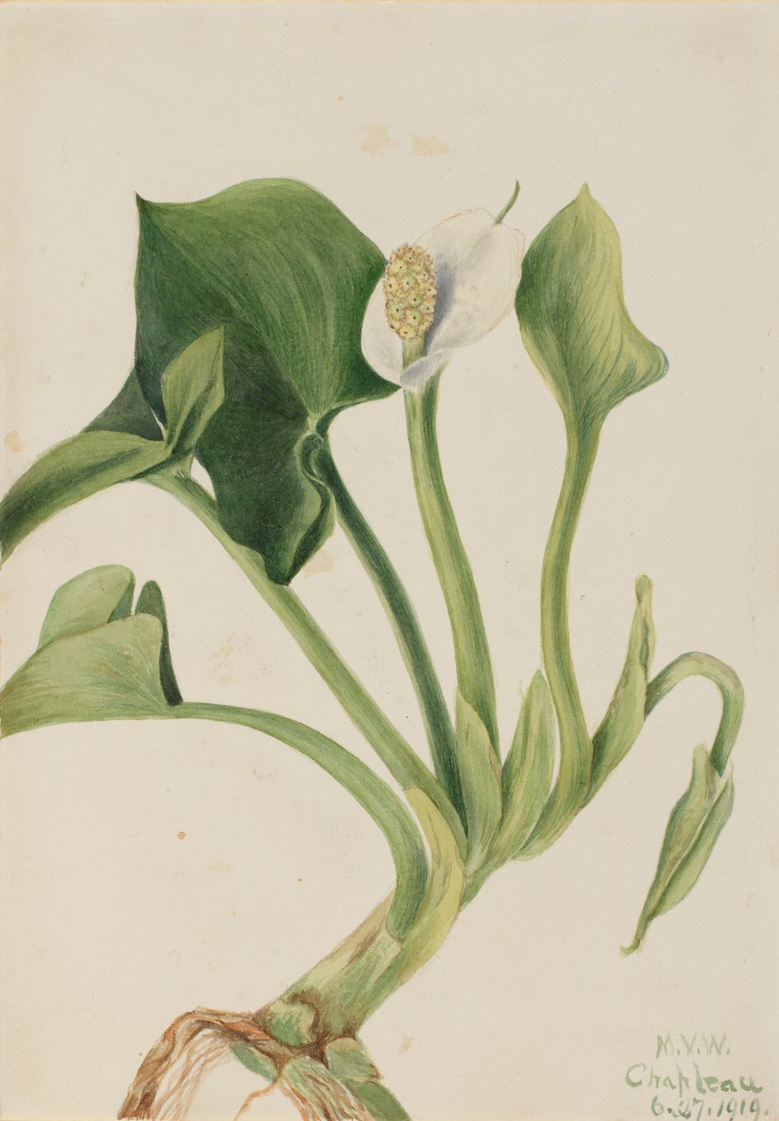 Villi Calla Calla palustris, 1919. tekijältä Mary Vaux Walcott