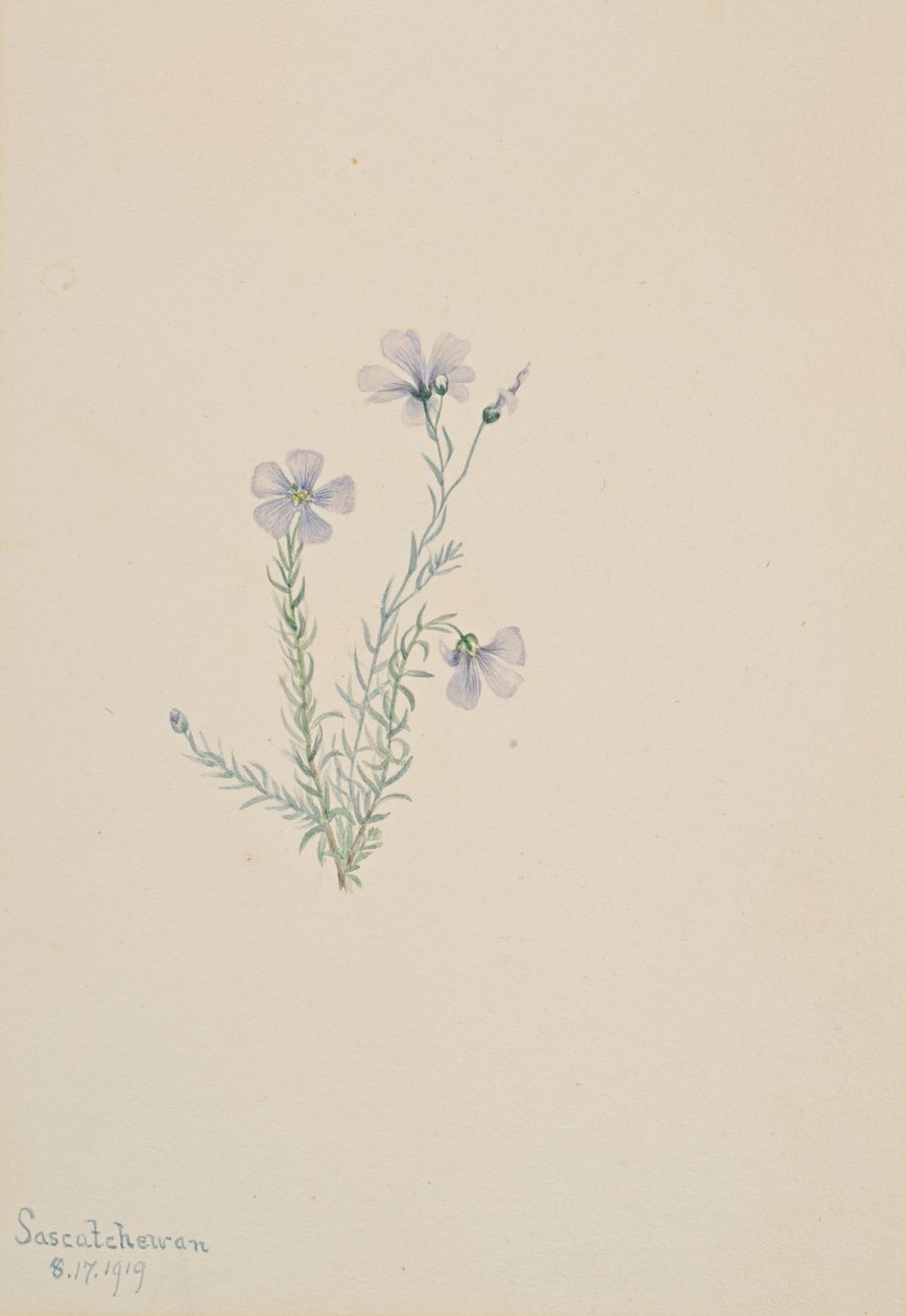 Villipellava Linum Lewis, 1919. tekijältä Mary Vaux Walcott