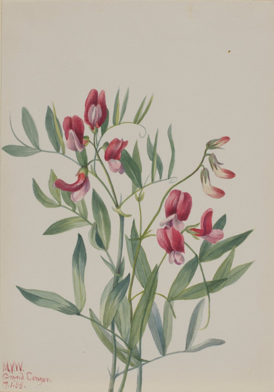 Villiherne Lathyrus decaphyllus, 1938. tekijältä Mary Vaux Walcott