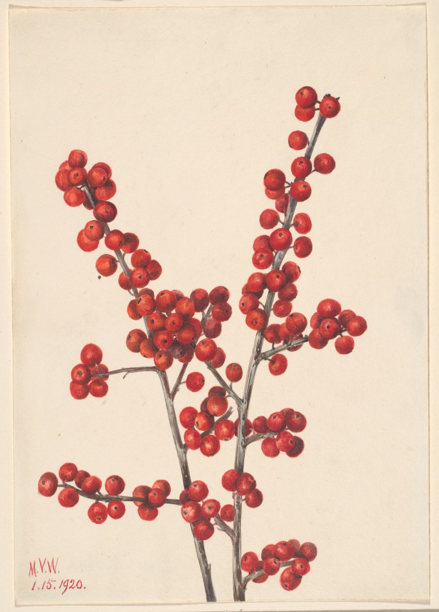 Talvimarja (Ilex verticillata) tekijältä Mary Vaux Walcott