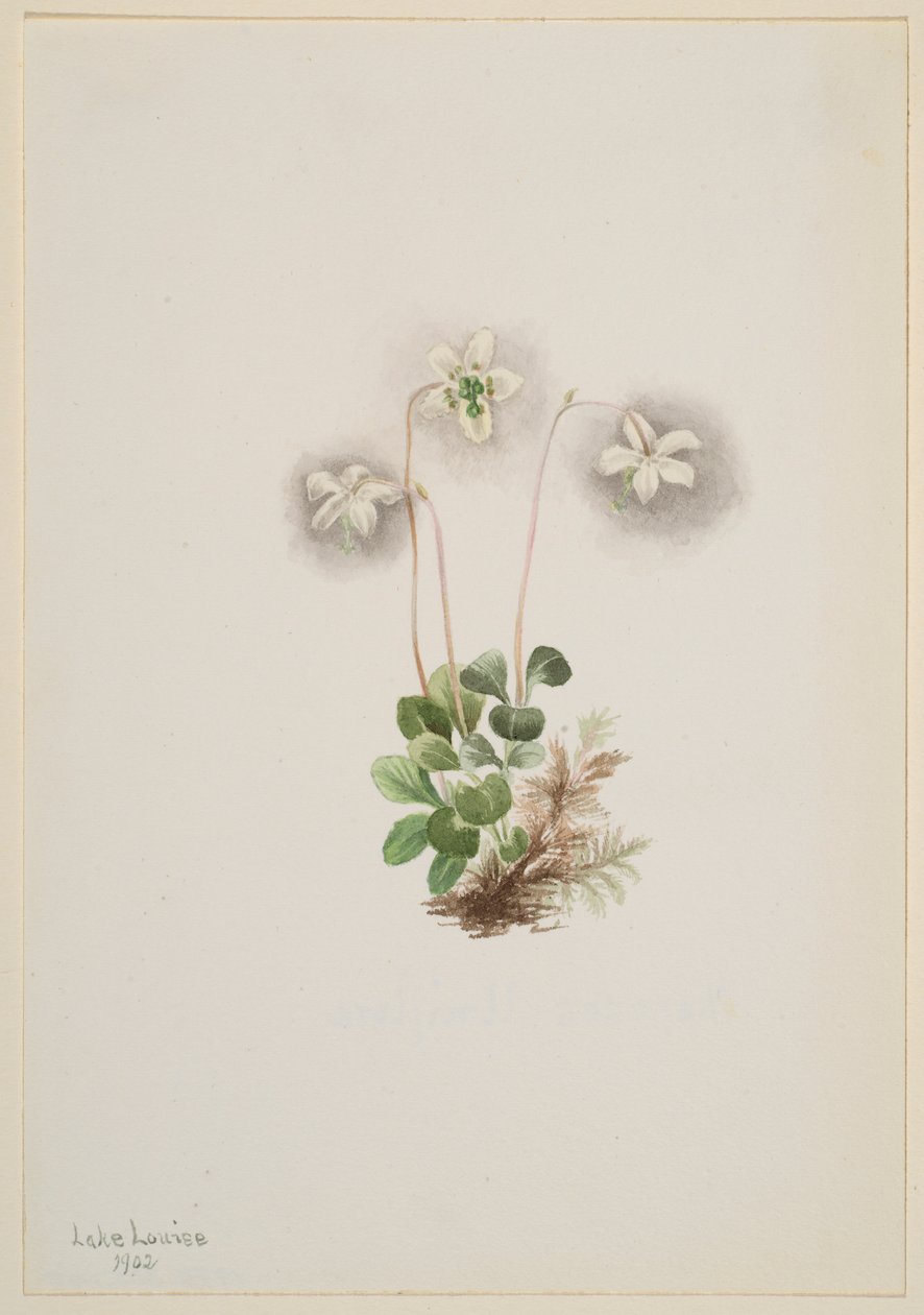 Puunymfi (Moneses uniflora) tekijältä Mary Vaux Walcott