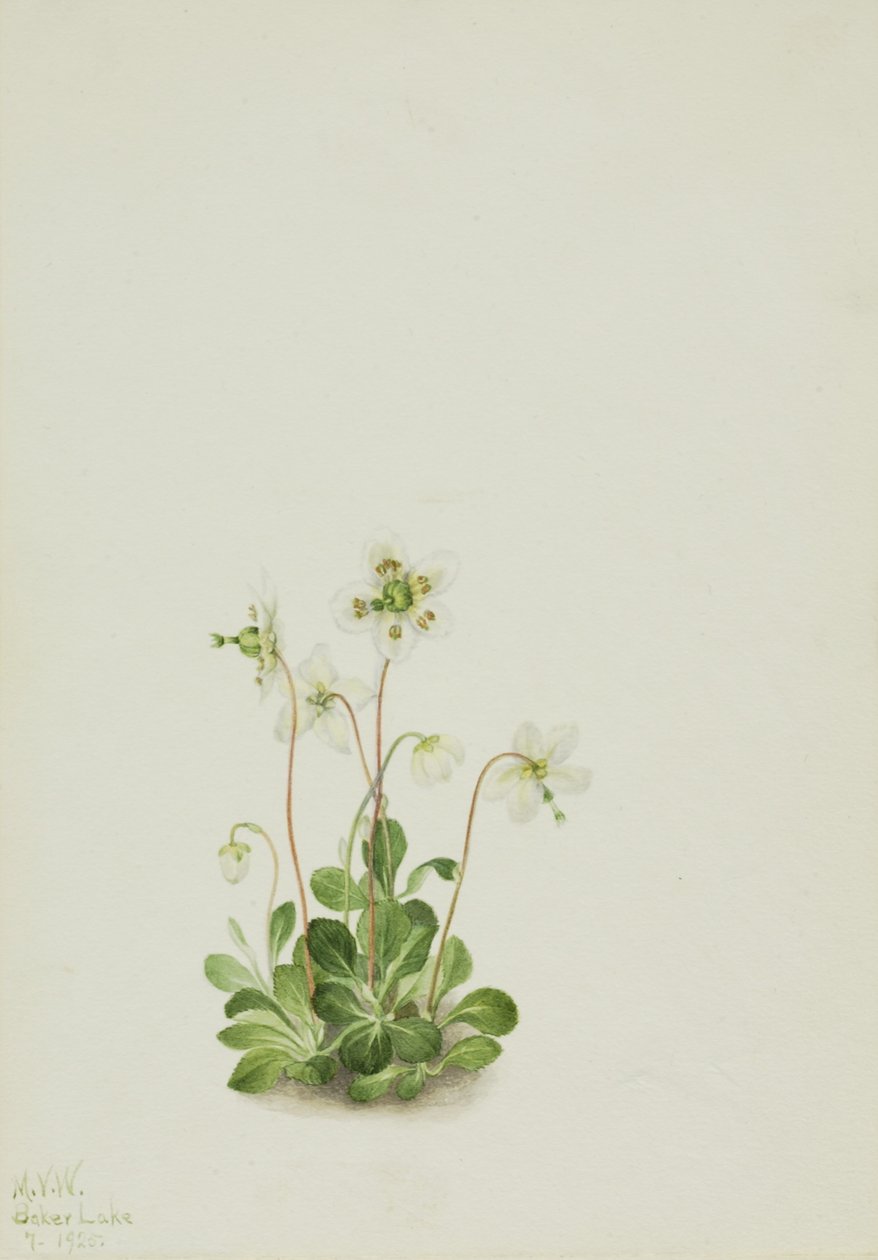 Wood Nymph (Moneses uniflora) tekijältä Mary Vaux Walcott