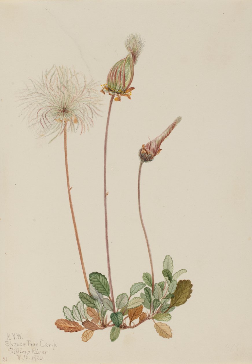Keltainen Dryad-hedelmä Dryas drummondii, 1920. tekijältä Mary Vaux Walcott