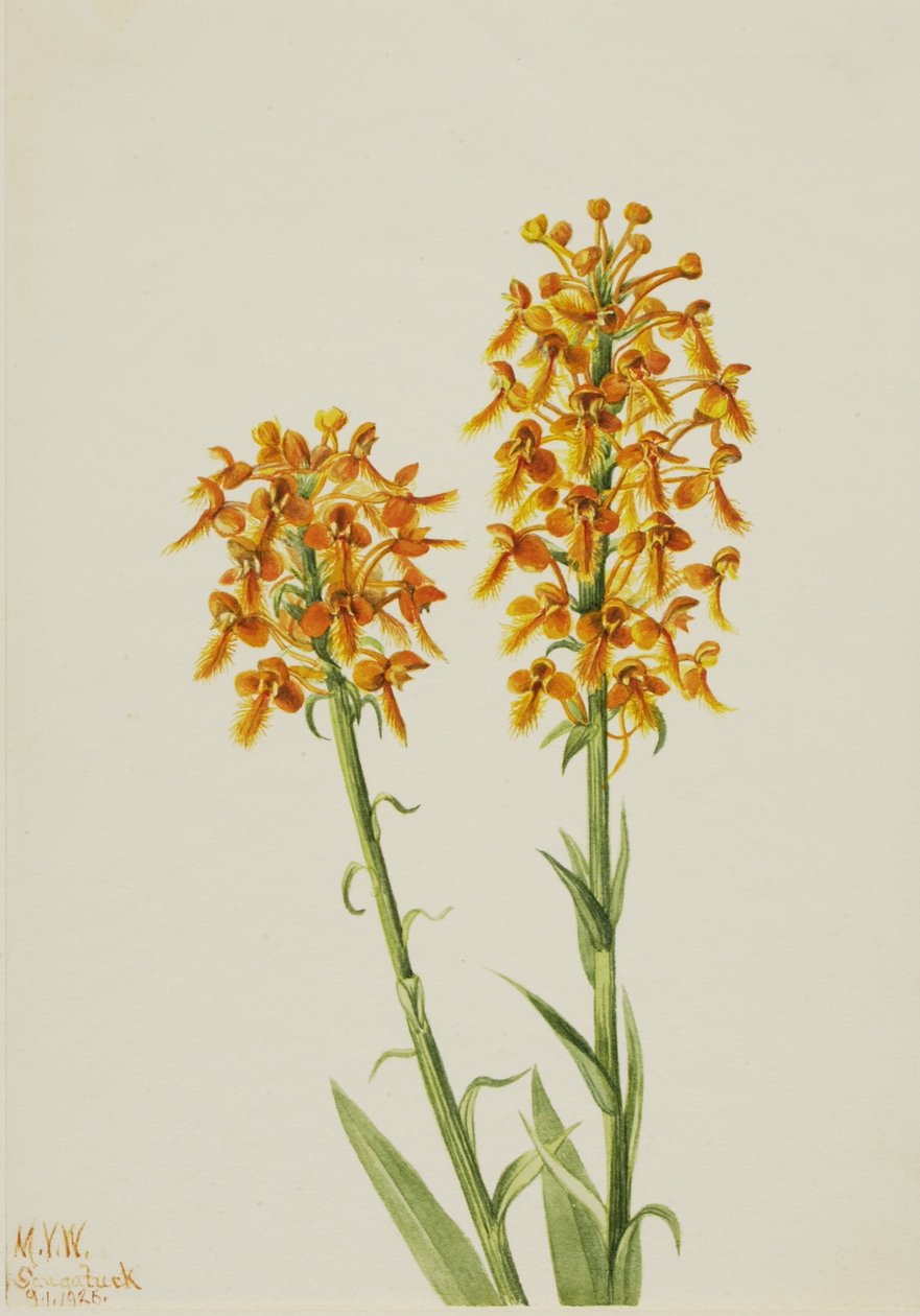 Keltainen hapsuorkidea (Habenaria ciliaris) tekijältä Mary Vaux Walcott