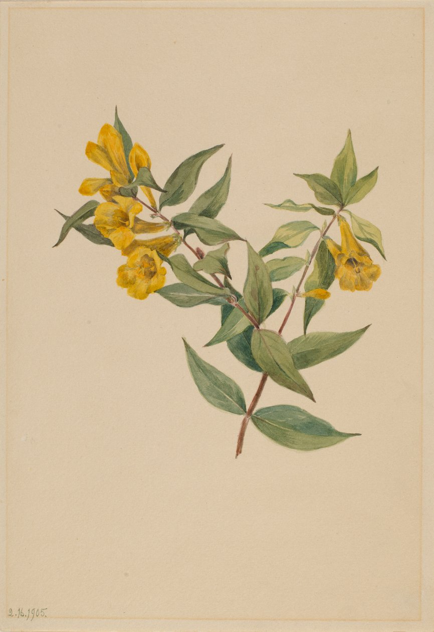 Keltainen jessamiini (Gelsemium sempervirens) tekijältä Mary Vaux Walcott