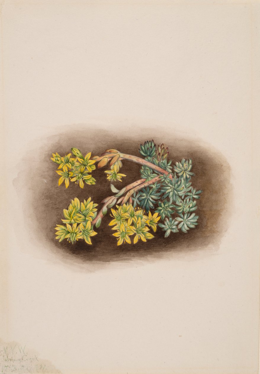 Keltainen Stonecrop Sedum stenopetalum, 1922. tekijältä Mary Vaux Walcott