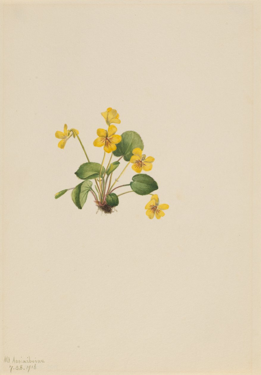 Keltainen violetti (Viola orbiculata) tekijältä Mary Vaux Walcott