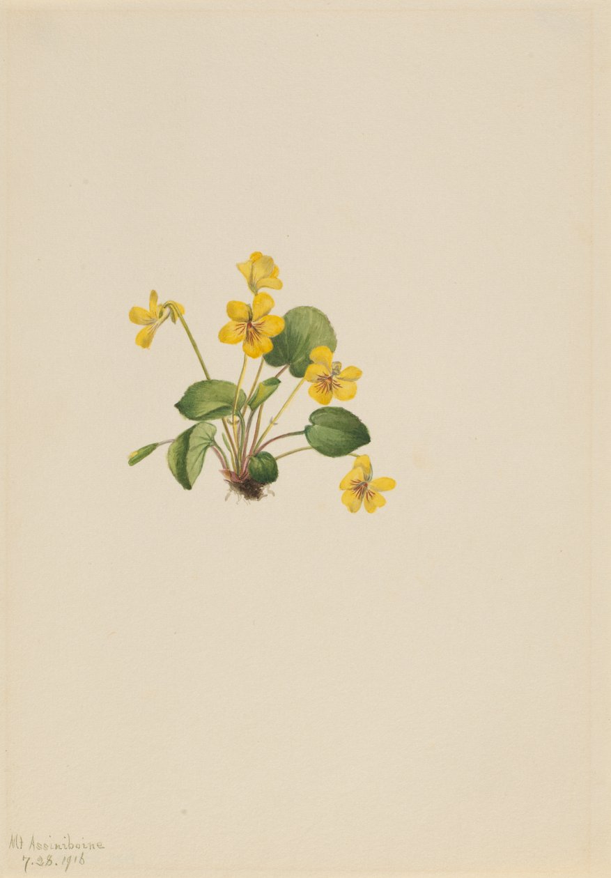 Keltainen violetti Viola orbiculata, 1916. tekijältä Mary Vaux Walcott