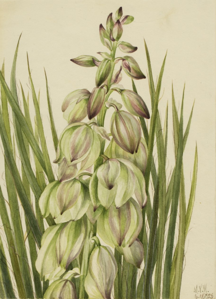 yucca yucca laittoi yhden, 1928. tekijältä Mary Vaux Walcott