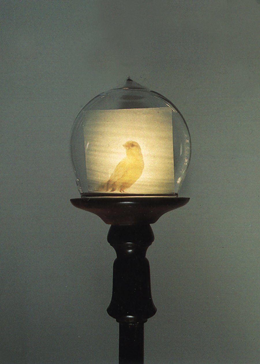Antiikki tekijältä Mat Collishaw